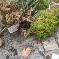 گل آلوورا|گل و گیاه طبیعی|رباط‌کریم, الارد|دیوار