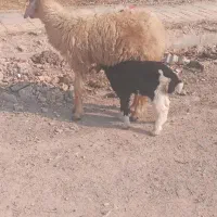 میش بره ماده