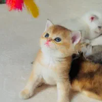 بچه گربه بریتیش|گربه|تهران, المهدی|دیوار
