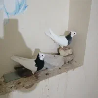 دو تا مفلق طوقی گم شده