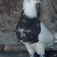 نر مست|حیوانات|دورود, |دیوار