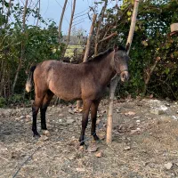 حیوانات مزرعه ای