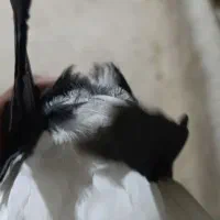 پرنده|پرنده|بروجرد, |دیوار