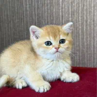 بیریتیش گلد کیفیت بمب