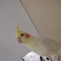 عروس هلندی رام و سخنگو|پرنده|تهران, باشگاه نفت|دیوار