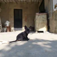 توله سگ شیواوا+اشپیتز|سگ|رستمکلا, |دیوار