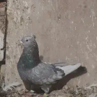 کفتر|پرنده|قوچان, |دیوار