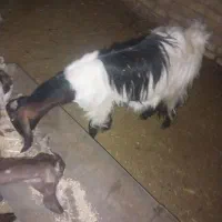 بز وکهره|حیوانات مزرعه|فیروزآباد (فارس), |دیوار