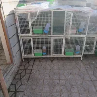 قفس جوجه گیری