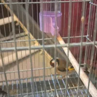 فروش سهره|پرنده|جونقان, |دیوار