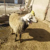 قوچ|حیوانات مزرعه|شراء, |دیوار