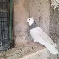 دو جفت طوقی|پرنده|مبارکه, |دیوار