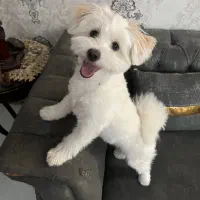 سگ تربیت شده