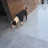 فروش پیت بول نر ۲ ساله|سگ|اسالم, |دیوار