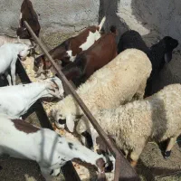 کهره نر وبره نر