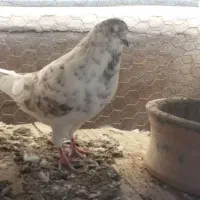 نامه بر مسافتی یه تهرانی پرشی هدیه