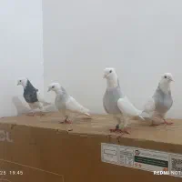 کبوتر طوقی و زاغ صرب