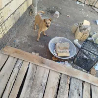 سگ پاکوتاه ماده