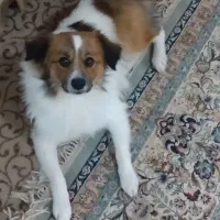 سگ خانگی|سگ|بابلسر, |دیوار