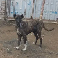 ماچ گله ای|سگ|شازند, |دیوار