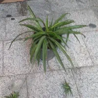 گندمی بزرگ پر از بچه|گل و گیاه طبیعی|تهران, مهران (سیدخندان)|دیوار