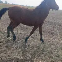 اسب|اسب و تجهیزات اسب‌سواری|پارس‌آباد, |دیوار