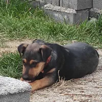 واگذاری سگ قبول میکنم