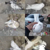 کبوتر