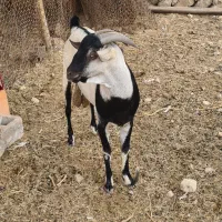 نری زیبای سومال ۲ ساله مخصوص داشت|حیوانات مزرعه|بندرعباس, |دیوار