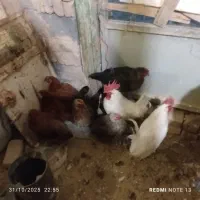 خروس|حیوانات مزرعه|معصومیه, |دیوار