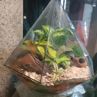 تراریوم|گل و گیاه طبیعی|قرچک, شهرک گلها|دیوار