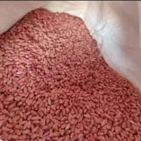 بذر گندم کلاته