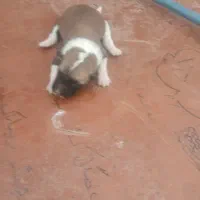 توله سگ ایرانی