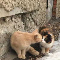 نگهداری گربه