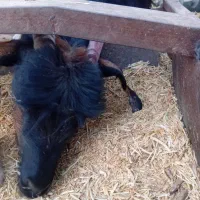 فروش بز|حیوانات مزرعه|برزک, |دیوار