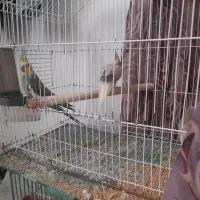 عروس هلندی|پرنده|منجیل, |دیوار