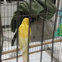 قناری نر زرد بلند