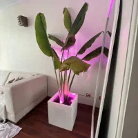 نخل پرنده بهشتی