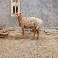 فروش میش چینی اصل