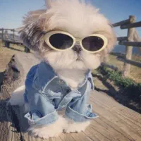 پانسیون خانگی سگ های نژاد کوچک