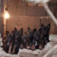 توله های مالینویز دو ماهه سگ گارد مخصوص نگهبانی|سگ|سنگر, |دیوار