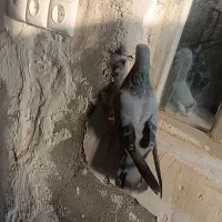 سبز چشم سفید