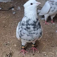 کبوتر|پرنده|سوق, |دیوار