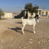 بز و پازن پاکستانی|حیوانات مزرعه|کازرون, |دیوار