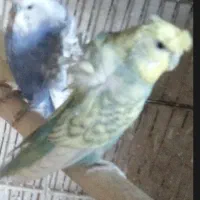 یک جفت مرغ عشق پروانه ای و دو جفت کوتوله برزیلی.|پرنده|نیشابور, ریوند|دیوار