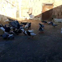 کفتر گرفتنی پرشی ضربه