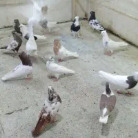 جوجه|حیوانات مزرعه|دورود, |دیوار