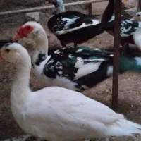 اردک اسراعیلی
