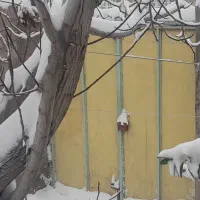 درب حیاط ۲۲۰×۲۵۰ ورق سنگین چهار چوب قوطی ۴×۸