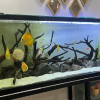 ماهی دیسکس پلکو